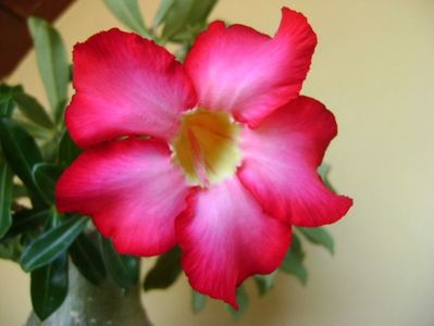 Adenium obesum