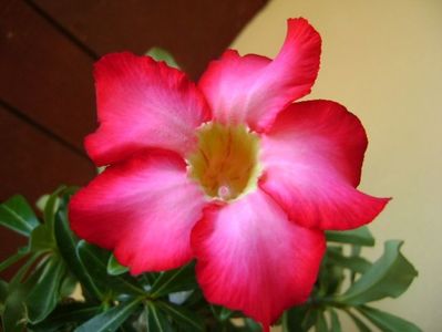 Adenium obesum