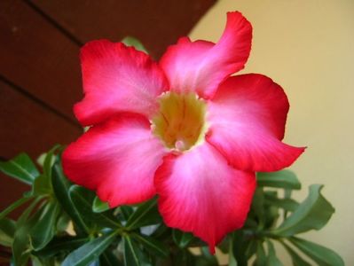 Adenium obesum