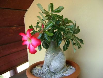 Adenium obesum