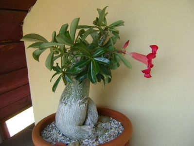 Adenium obesum