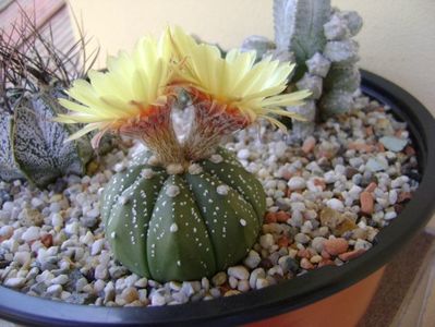 Astrophytum asterias hb.