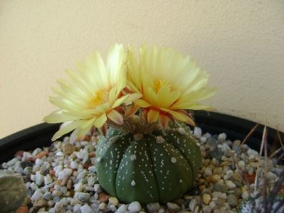 Astrophytum asterias hb.