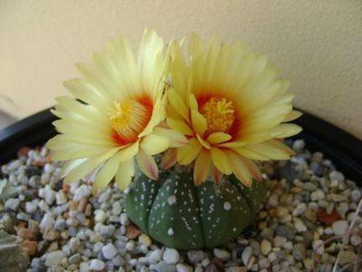 Astrophytum asterias hb.