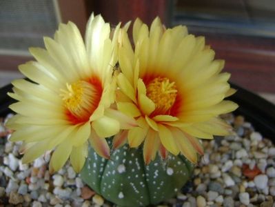 Astrophytum asterias hb.