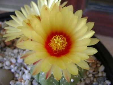 Astrophytum asterias hb.