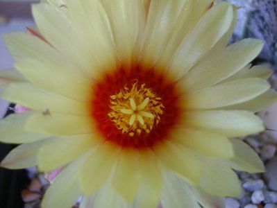 Astrophytum asterias hb.