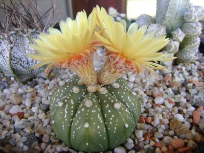 Astrophytum asterias hb.