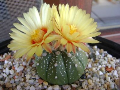 Astrophytum asterias hb.