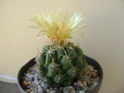 Thelocactus leucacanthus