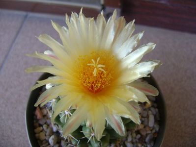 Thelocactus leucacanthus