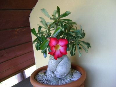 Adenium obesum