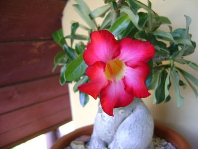 Adenium obesum