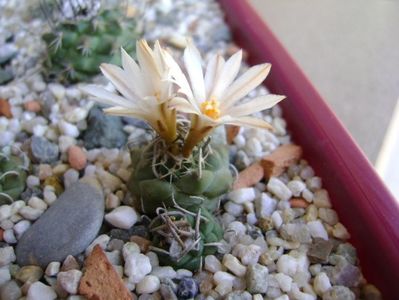 Turbinicarpus klinkerianus