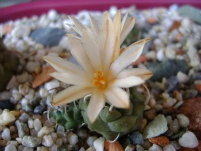 Turbinicarpus klinkerianus