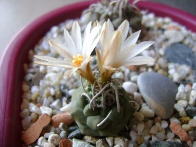 Turbinicarpus klinkerianus