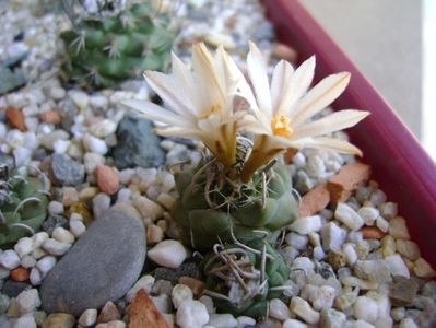 Turbinicarpus klinkerianus