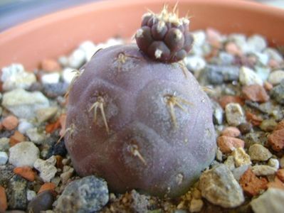 Tephrocactus geometricus