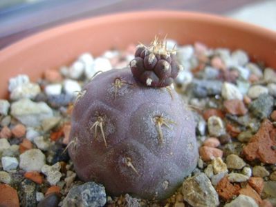 Tephrocactus geometricus