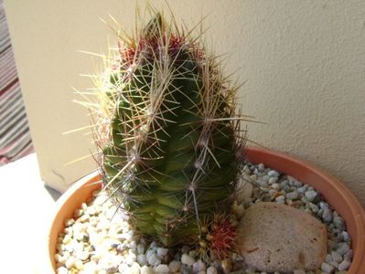 Thelocactus bicolor ssp. pottsii