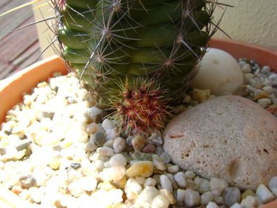 Thelocactus bicolor ssp. pottsii