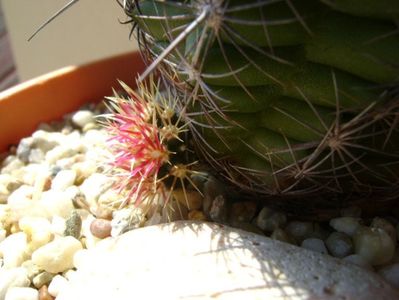 Thelocactus bicolor ssp. pottsii