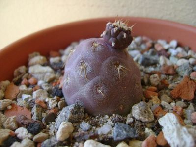 Tephrocactus geometricus