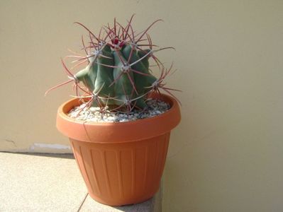 Ferocactus emoryi