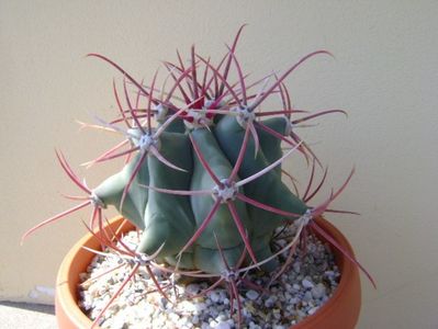 Ferocactus emoryi