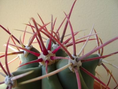 Ferocactus emoryi