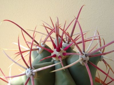 Ferocactus emoryi