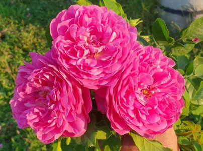 Princess Anne. Shrub.; Bred by David C. H. Austin.  Mild to strong, tea rose fragrance. Blooms in flushes throughout the season. Height (90 cm).  Width (up to 70 cm).
