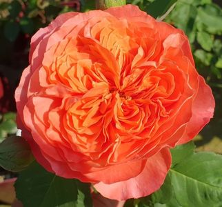 Emilien Guillot (Tufa); Average rating: EXCELLENT.  
Orange or orange-red Shrub.
Registration name: Emilien Guillot ®
Exhibition name: Emilien Guillot ®
Bred by Dominique Massad (France, 1997).
Introduced in France by Guillo
