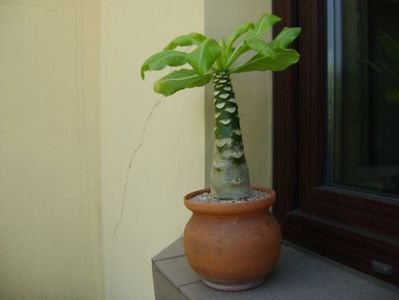 Brighamia insignis