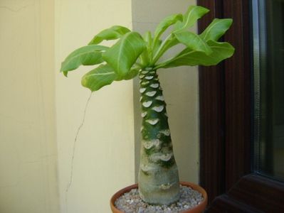 Brighamia insignis