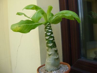 Brighamia insignis