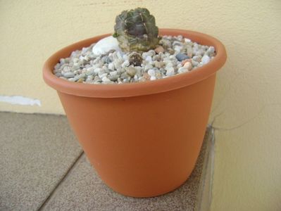 Gymnocalycium andreae