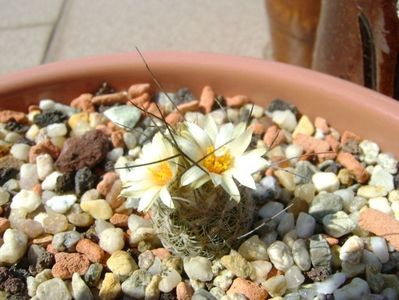 Turbinicarpus krainzianus v. lausseri