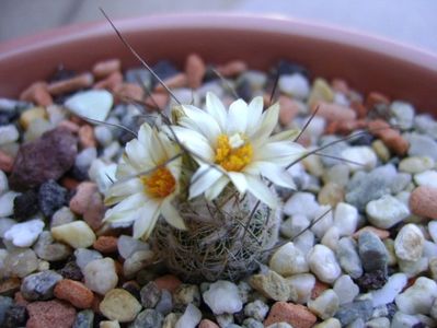 Turbinicarpus krainzianus v. lausseri