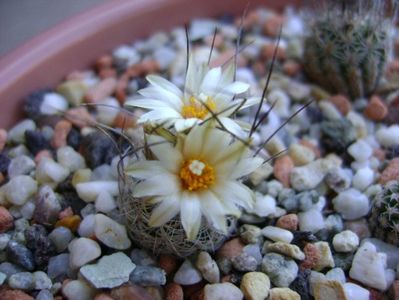 Turbinicarpus krainzianus v. lausseri