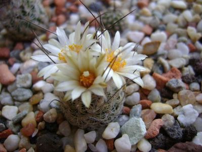 Turbinicarpus krainzianus v. lausseri