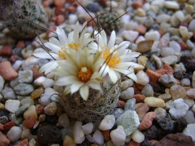 Turbinicarpus krainzianus v. lausseri