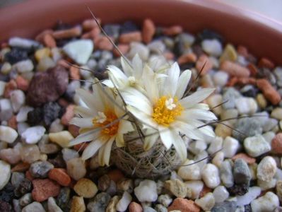 Turbinicarpus krainzianus v. lausseri