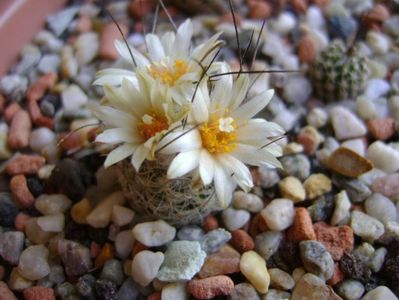 Turbinicarpus krainzianus v. lausseri