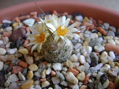 Turbinicarpus krainzianus v. lausseri