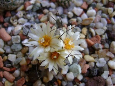 Turbinicarpus krainzianus v. lausseri