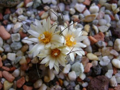 Turbinicarpus krainzianus v. lausseri