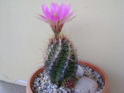 Thelocactus bicolor ssp. pottsii