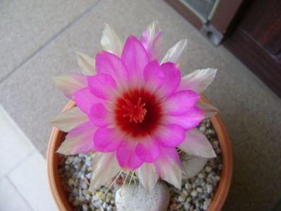 Thelocactus bicolor ssp. pottsii