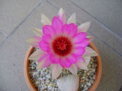 Thelocactus bicolor ssp. pottsii